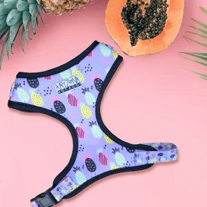 Sellerie Teckel  Harnais Ananas
