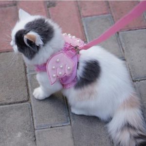 Harnais d'ange pour chat
